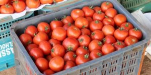 أدرار تحتضن الطبعة الاولى لصالون العيد الوطني للطماطم