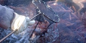 وهران.. شعبة تربية أسماك البلطي الأحمر تستقطب الفلاحين