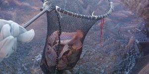 توقعات بمضاعفة إنتاج السمك بتيزي وزو