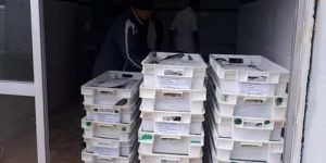 الجزائر تصدّر شحنة من سمك الحنكليس إلى تونس