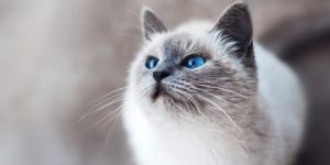 سنريهم آياتنا في الآفاق.. حقوق الحيوان في الإسلام