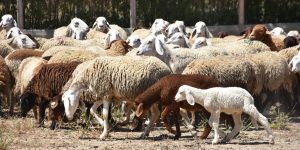 تحديد نقطة بيع أضاحي العيد بالقبة