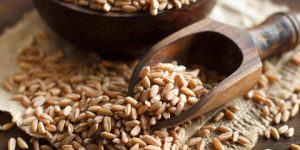 صحتنا في غذائنا.. الشعي غذاء وعلاج