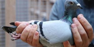 سنريهم آياتنا في الآفاق.. النظام الملاحي عند الطيور