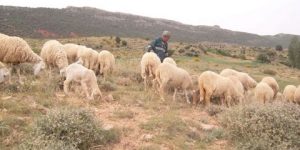 فتح أكثر من 36 ألف هكتار من المحميات الرعوية للموالين بتيارت