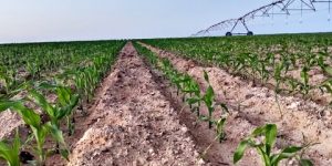 أدرار.. تخصيص 7500 هكتار لزراعة الذرة الصفراء