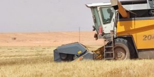 بنحو 60 ألف قنطار.. ترتقب إنتاج قياسي من الحبوب بولاية غرداية