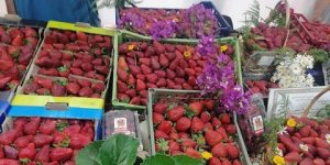 70 عارضا في معرض للفراولة جيجل