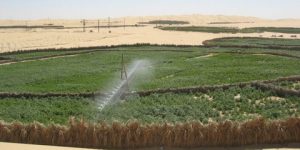 غرداية.. ربط أكثر من 100 مستثمرة فلاحية جديدة بشبكة الكهرباء منذ مطلع 2023