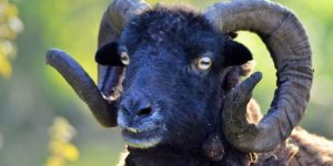 أحكام أضحية العيد