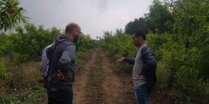 تجديد بساتين أشجار الخوخ بالدار البيضاء