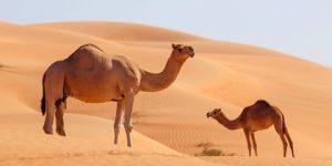  سنريهم آياتنا في الآفاق.. الأجسام المضادة في ألبان الإبل