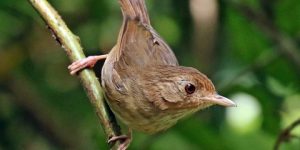 سنريهم آياتنا في الآفاق.. الطيور تتكلم