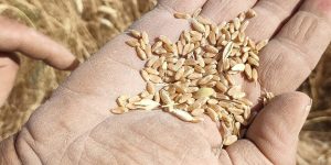 توقع إنتاج قياسي من الحبوب خلال هذا الموسم