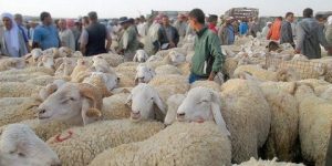  تخصيص 43 نقطة لبيع أضاحي العيد بميلـة