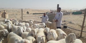 النعامة.. تحديد 57 منطقة فلاحية لإجراء عملية الإحصاء العام للفلاحة