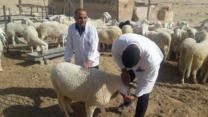 تيسمسيلت: ضد طاعون المجترات الصغيرة يهدد رؤوس المواشي