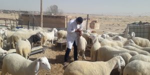 تبسة.. تلقيح 90 بالمائة من الماشية ضد الحمى القلاعية