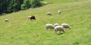 مستغانم.. برنامج لتطوير الزراعات المقاومة للجفاف