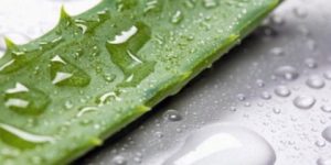 صحتنا في غذائنا.. عصير الصبار لخفض الوزن والكوليسترول والتخلص من السموم