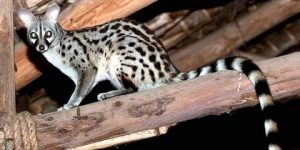 العثور على حيوان «الزردي» النادر بغابة «مكاكدة»