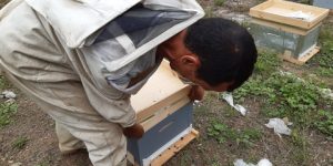 البليدة.. أكثر من 400 حامل مشروع يستفيد من برنامج الدعم الخاص بشعبة تربية النحل