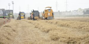 توقع إنتاج 320 ألف قنطار من مختلف أنواع الحبوب بسطيف 