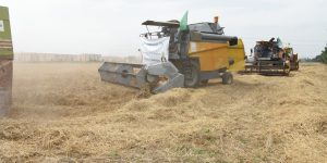 أولاد جلال.. توقع إنتاج 98 ألف قنطار من الحبوب