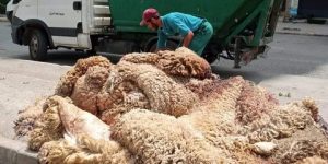 إطلاق الحملة الوطنية لجمع جلود وصوف أضاحي العيد