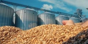 أدرار.. إطلاق مشاريع لإنجاز منشآت لتخزين الحبوب بسعة مليون و550 ألف قنطار