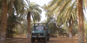 المغير.. آفة ”بوفروة” تهدد نخيل التمور