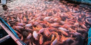 وهران.. افتتاح مزرعة جديدة لتربية البلطي الأحمر قريبا