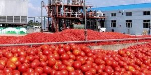 قالمة..  توقع إنتاج 1 مليون و300 ألف قنطار من الطماطم الصناعية