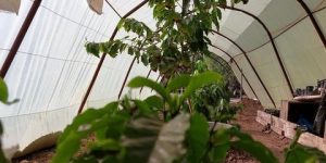 الشلف.. نجاح أول تجربة لزراعة البن بضواحي بلدية بوزغاية 