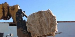 الطارف..  إنتاج 1590 قنطارا من الصوف برسم الموسم الفلاحي الجاري