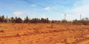 توقرت.. ربط 15 مستثمرة فلاحية بالكهرباء بدائرة الحجيرة