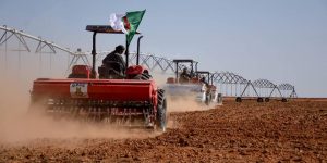 عين الدفلى.. تخصيص 5500 هكتار لزراعة البطاطس المتأخرة