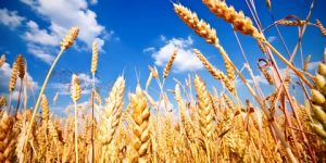 سنريهم آياتنا في الآفاق.. نخالة القمح