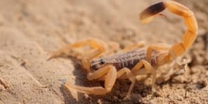 غرداية.. أكثر من 1220 لسعة عقرب في سبعة أشهر