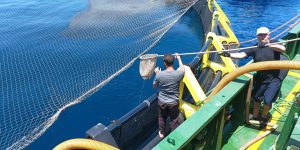 تربية المائيات بتيبازة.. شعبة واعدة بمشاريع طموحة