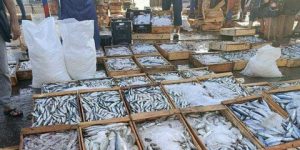 بومرداس.. إنتاج حوالي 3700 طن من الأسماك منذ بداية سنة 2023