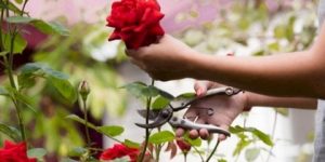 قِطافٌ مُحَرَّمٌ لزهور الحياة