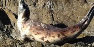 جيجل.. ظهور نادر لفقمة الراهب المتوسطية