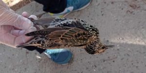 تدخل صحي ببرج الكيفان بسبب نفوق طيور مهاجرة تحسبا للعدوى