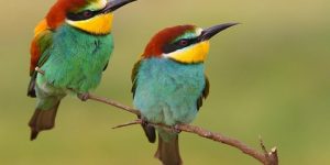 سنريهم آياتنا في الآفاق.. ومن كل الثمرات جعل فيها زوجين اثنين