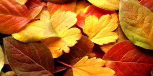 سنريهم آياتنا في الآفاق.. الإعجاز في ورق الشجر