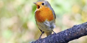 سنريهم آياتنا في الآفاق.. الَّذِي أَعْطَى كُلَّ شَيْءٍ خَلْقَهُ ثُمَّ هَدَى