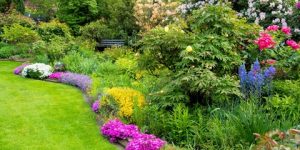 سنريهم آياتنا في الآفاق.. علاقة الماء بالنبات