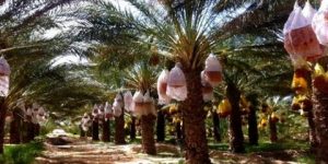 غرداية.. آفتي “بوفروة” و”دودة التمر “تهددان ربع مليون نخلة منتجة