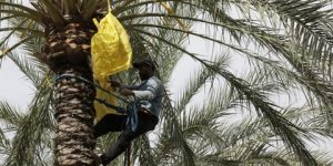 توقع إنتاج نصف مليون قنطار من التمور بغرداية